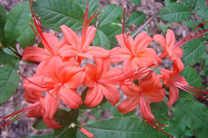 Plumleaf azalea flowers